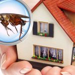 Sustainable Pest Control Solutions for Commercial Offices