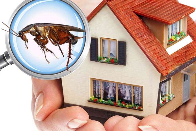 Sustainable Pest Control Solutions for Commercial Offices