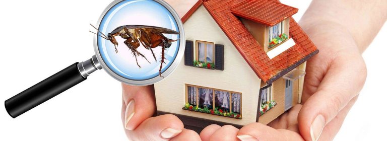 Sustainable Pest Control Solutions for Commercial Offices