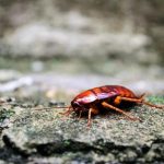 Reliable Cockroach Control Solutions for Sydney