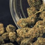 Unmasking THCA Flower The Unsung Hero of Natural Remedies