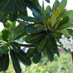 Experience the Bright Energy of White Bali Kratom A Balanced Boost